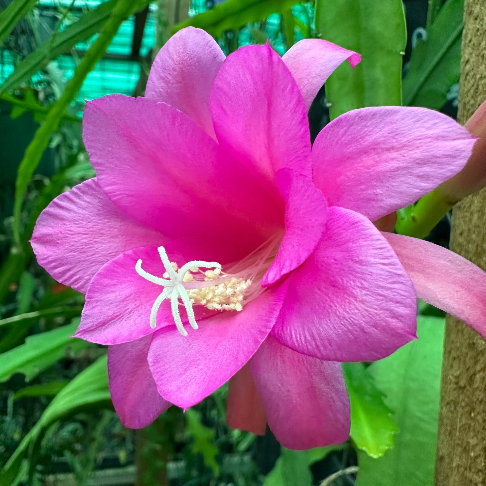 Disocactus Chiapis Nelsonii Mexico - EP7