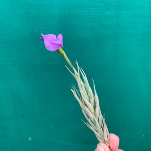 Tillandsia - kirschneckii