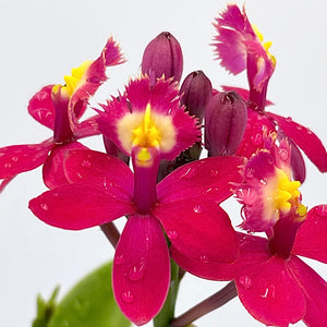 Epidendrum ‘Topaz Rose Rosie’ NEW