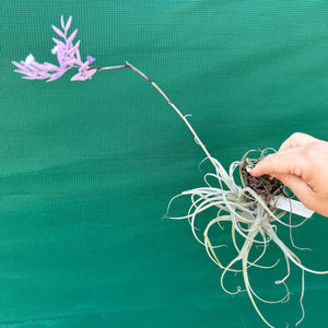 Tillandsia - purpurea x straminea ex. BG NEW