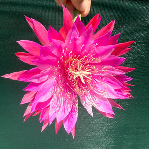 Epi. Hybrid Kiwi Razzle Dazzle EH86