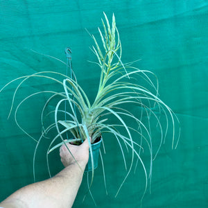 Tillandsia - streptophylla x fasciculata ex. BD