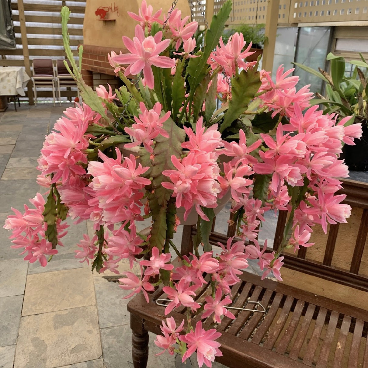 Disocactus phyllanthoides ‘German Express’