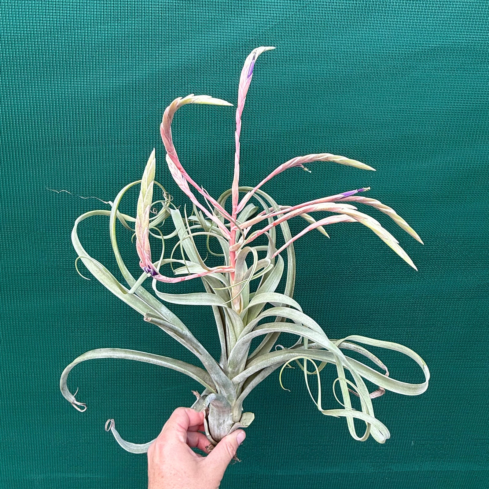 Tillandsia - Graceful ex. NR NEW