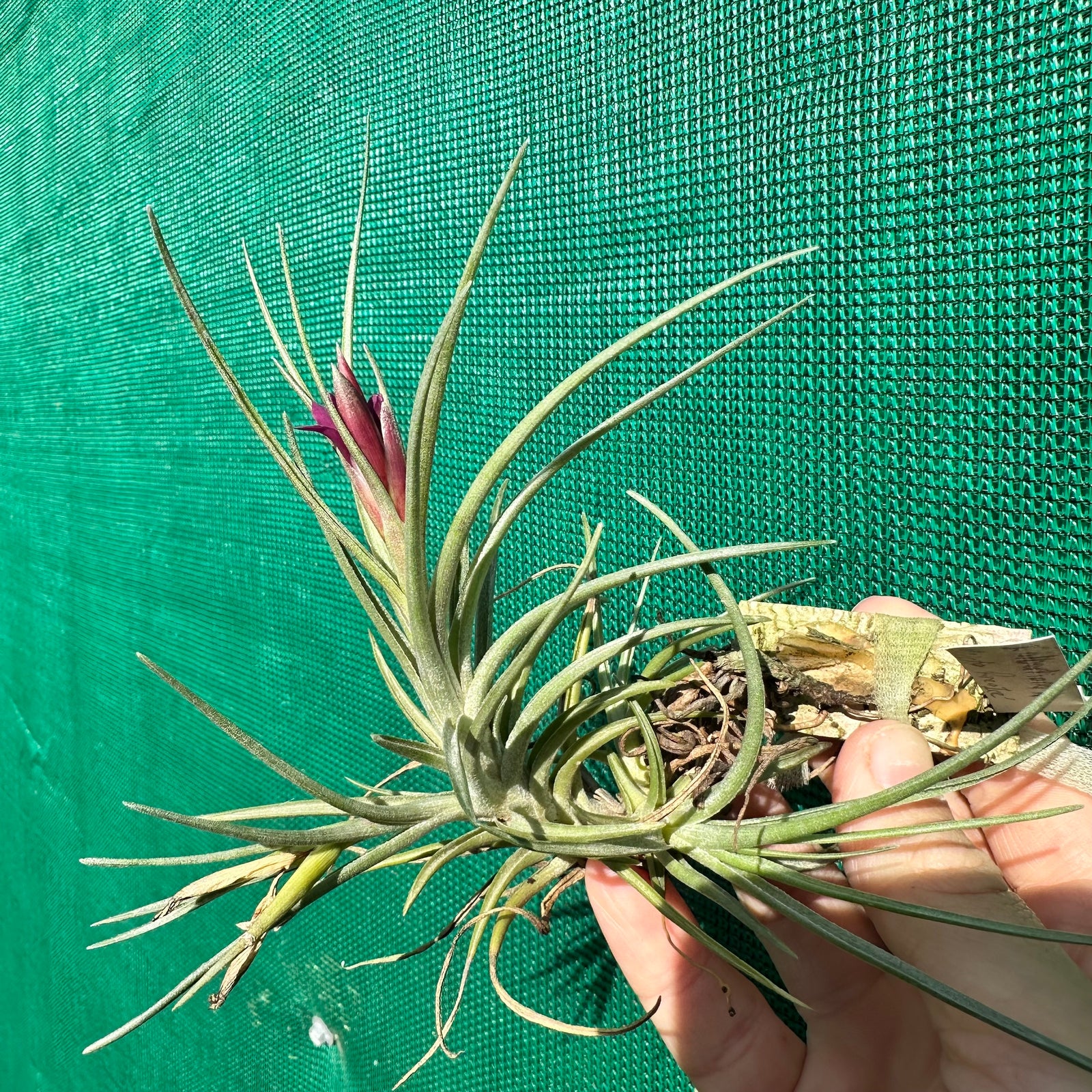 Tillandsia - albertiana x stricta ‘Fire & Ice’