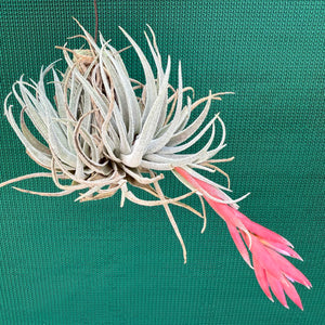 Tillandsia - Pink Patches