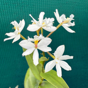 Epidendrum ‘White’
