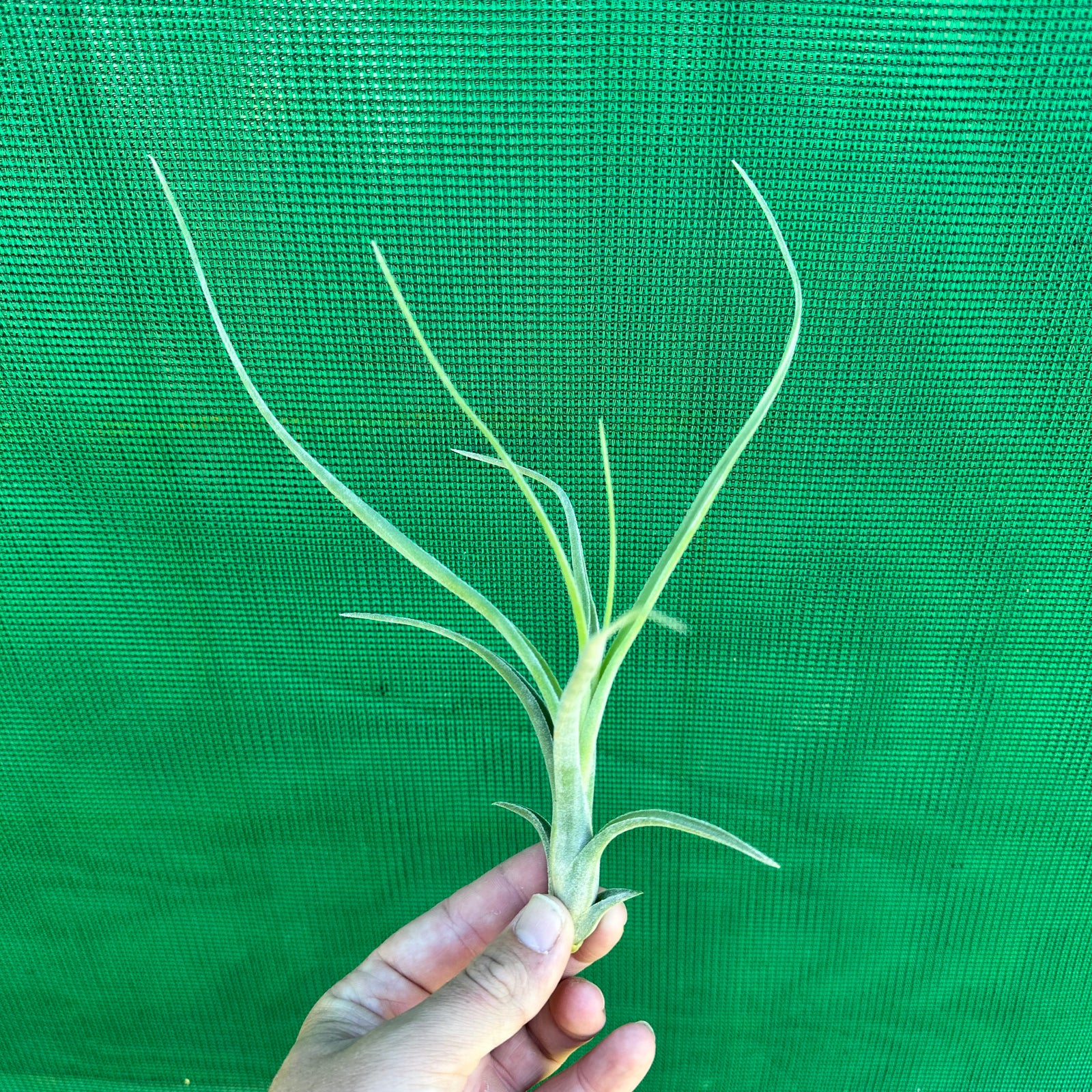 Tillandsia - diguetii x paucifolia (Nat Hybrid) ex. JO