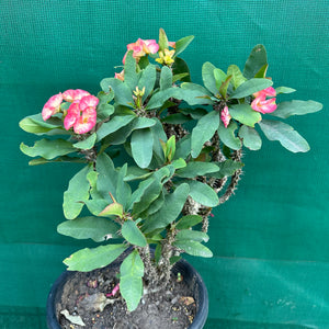 Poysean - Euphorbia milii P071