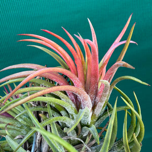Tillandsia - ionantha 'BRT662' ex. BD NEW