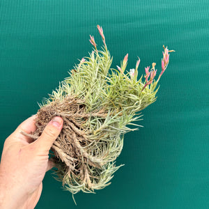 Tillandsia cocoensis (Mature Clump)