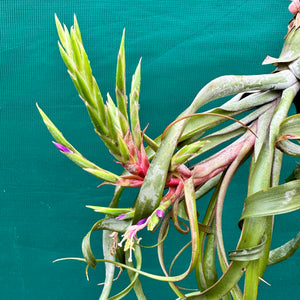 Tillandsia - streptophylla x rhomboidea ex. BG