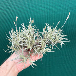 Tillandsia - erecta NEW
