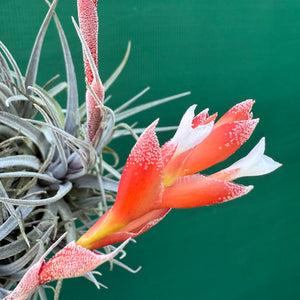 Tillandsia - subsecundifolia ‘Dark Red’ ex. Holm NEW