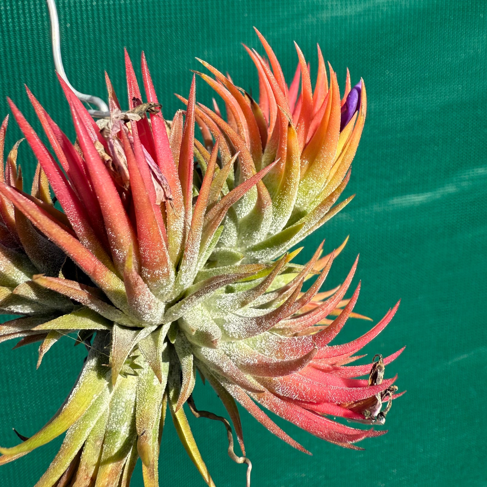 Tillandsia - ionantha 'BOE1591' ex. BD NEW