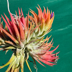 Tillandsia - ionantha 'BOE1591' ex. BD NEW