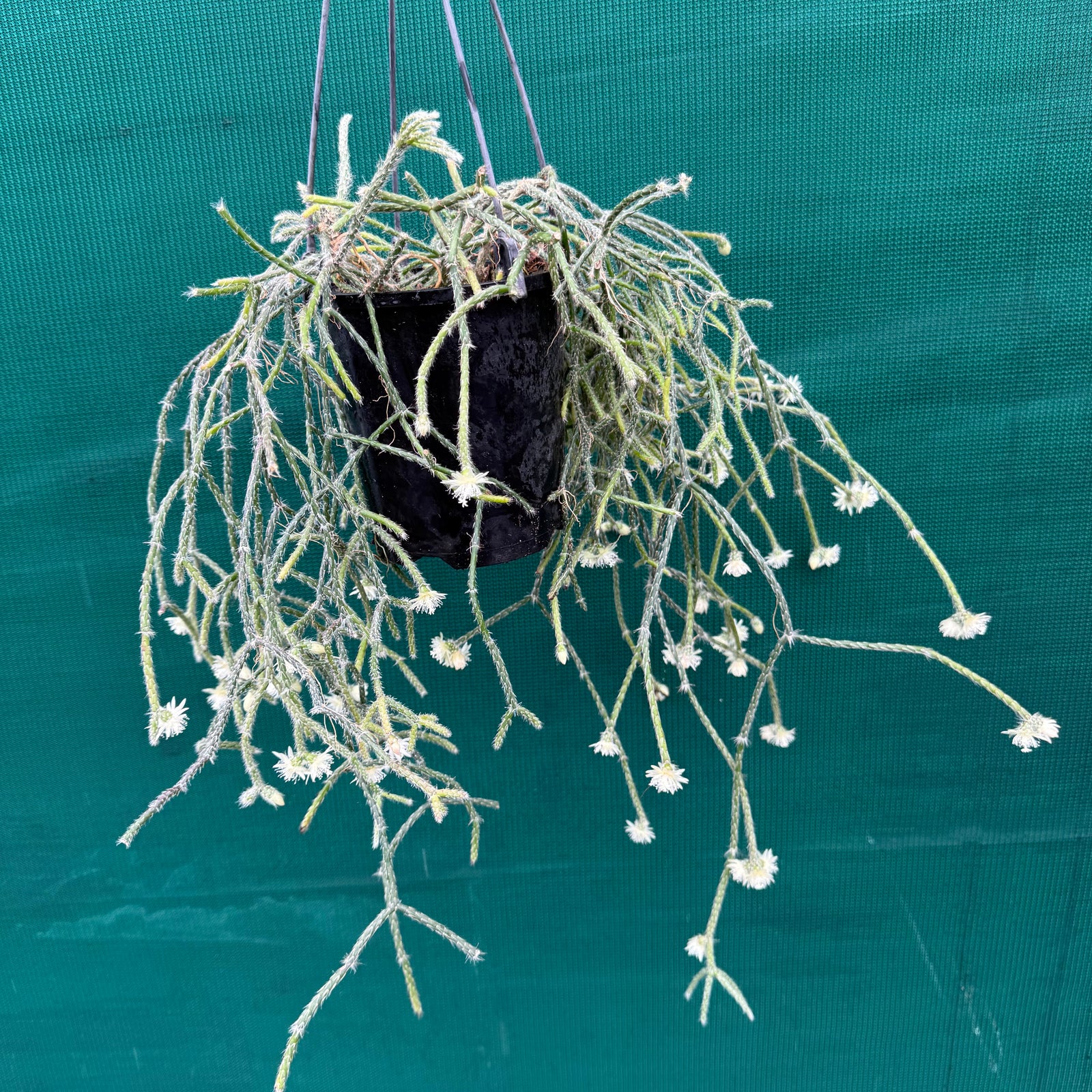 Rhipsalis pilocarpa - R23