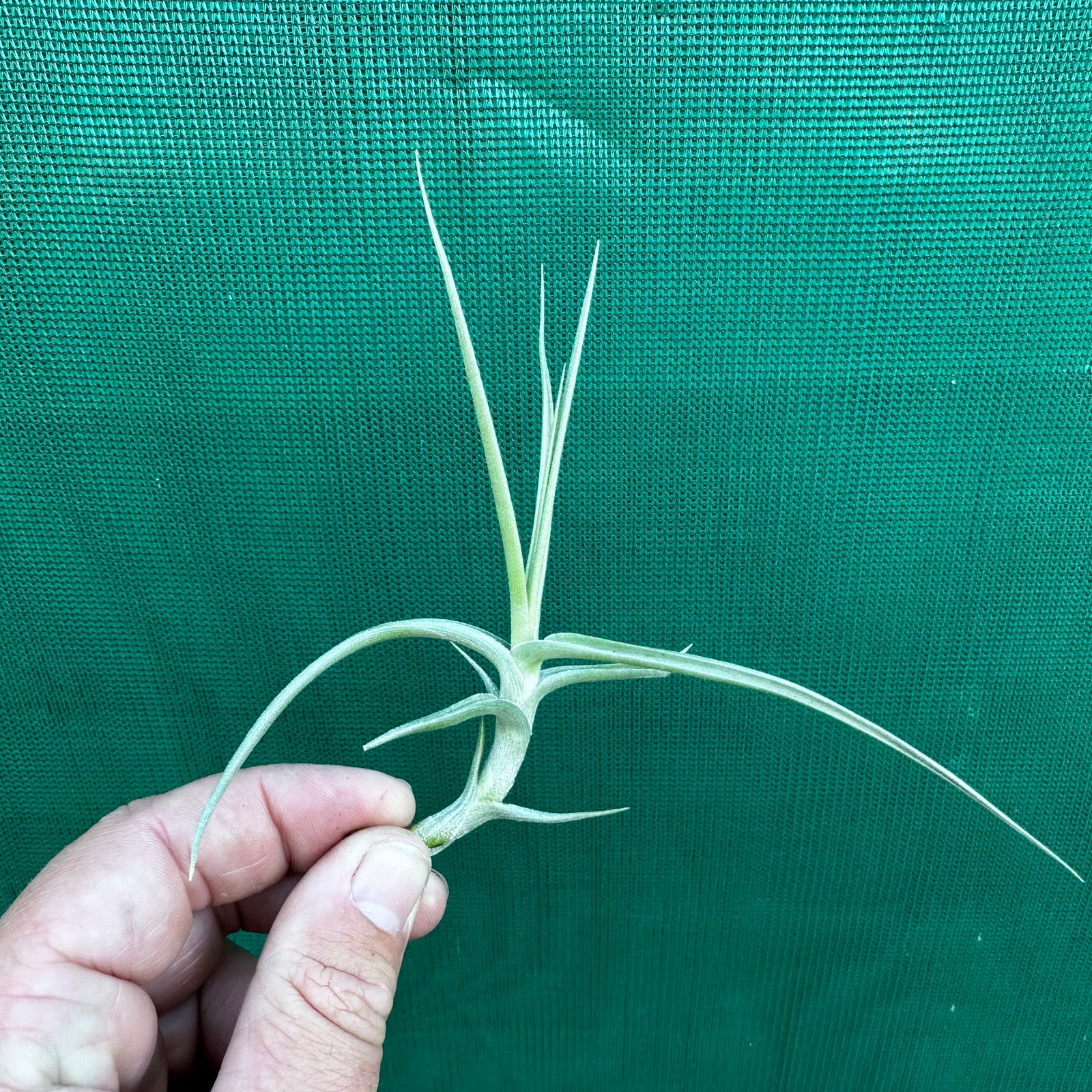 Tillandsia - mereliana (Fragrant)