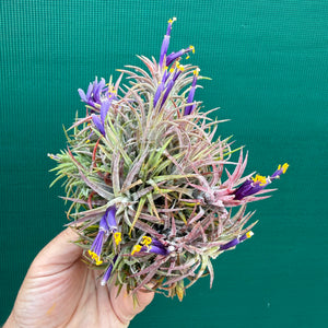 Tillandsia ionantha ‘BOE750’ (Mature Clump) NEW