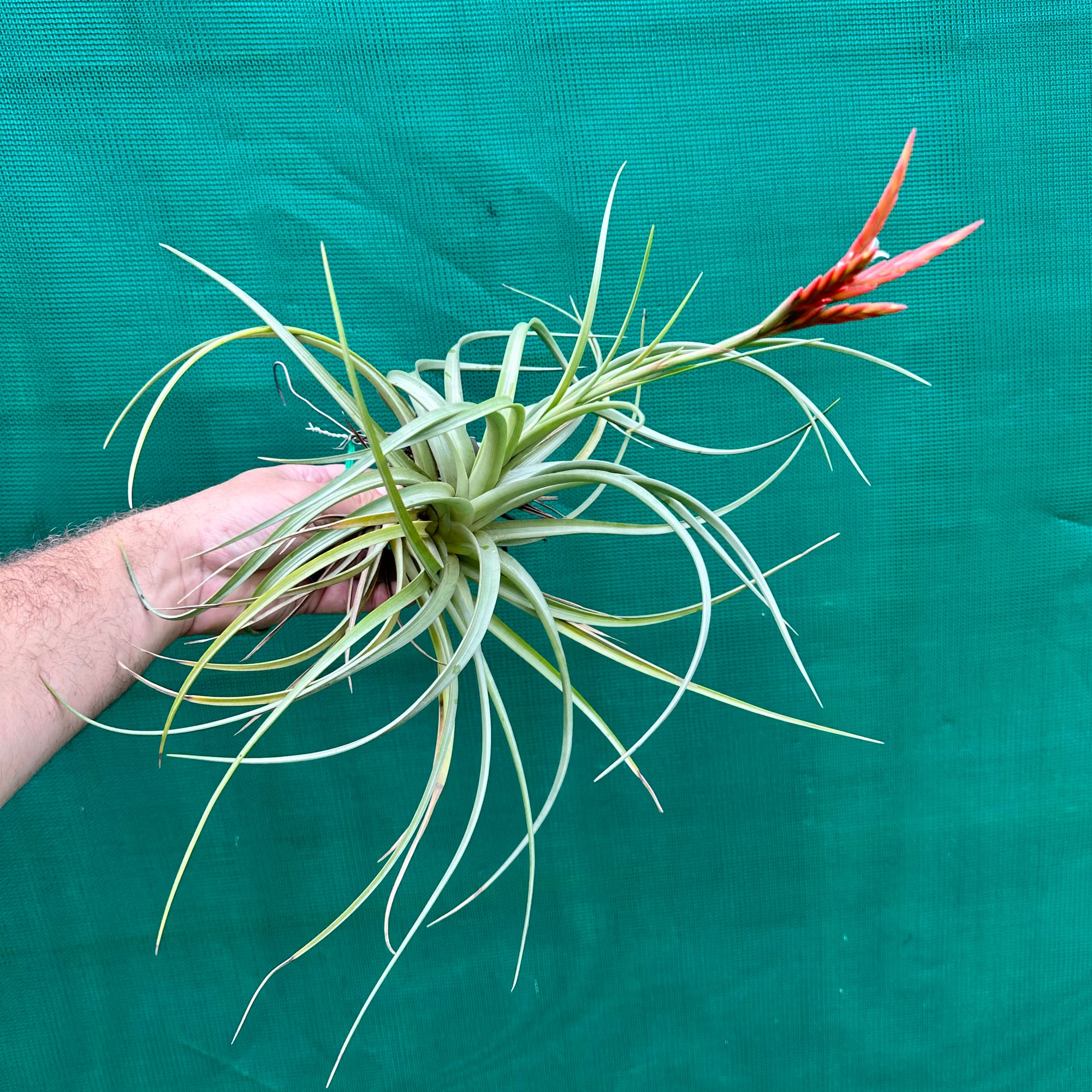 Tillandsia - vernicosa ‘Paraguay ex. LK