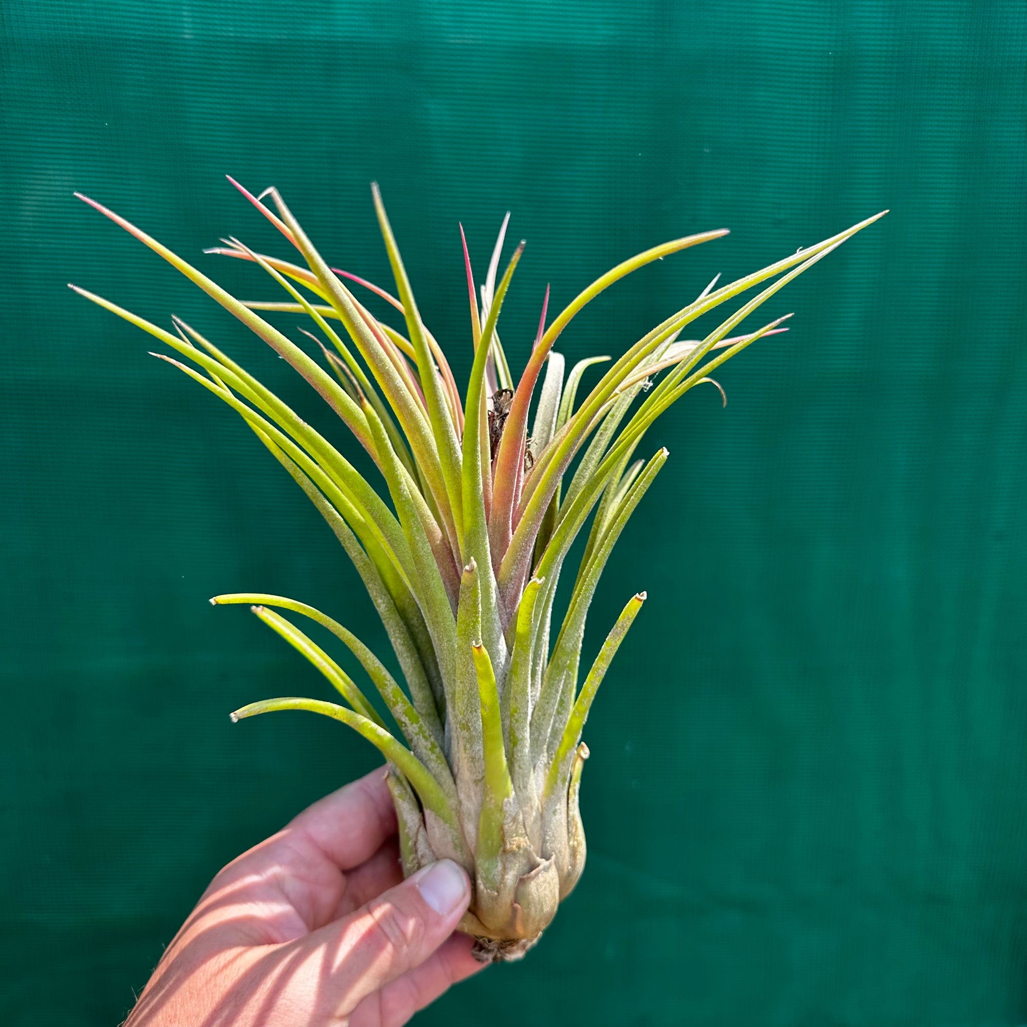 Tillandsia - Lucille RFI x ionantha 'Rosita' ex. GS NEW Tillandsia - Lucille RFI x ionantha 'Rosita' ex. GS NEW