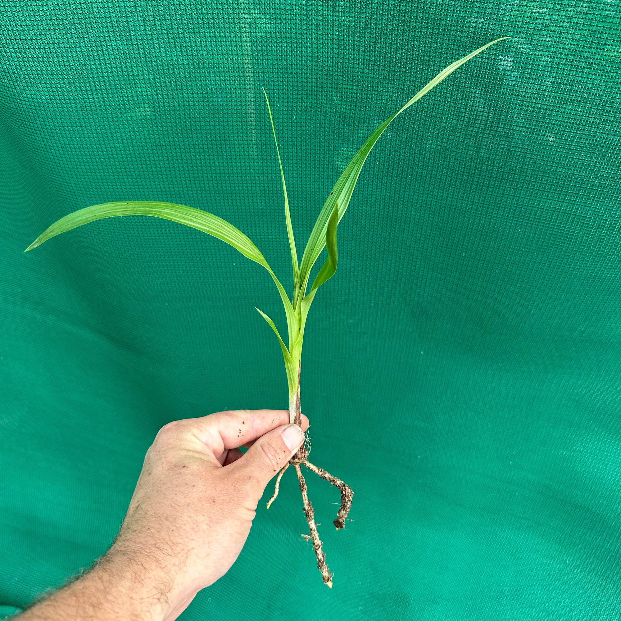 Orchid - Spathoglottis Hybrid ‘Purple-White’ NEW