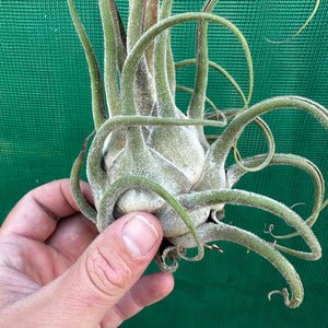 Tillandsia - seleriana ex. OM