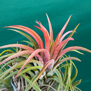 Tillandsia - ionantha 'BRT662' ex. BD NEW