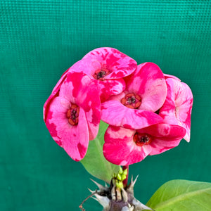 Poysean - Euphorbia milii P124