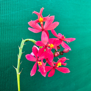 Epidendrum radicans ‘Red’