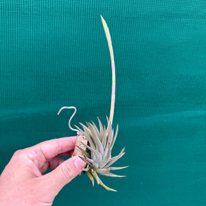 Tillandsia - rosacea NEW