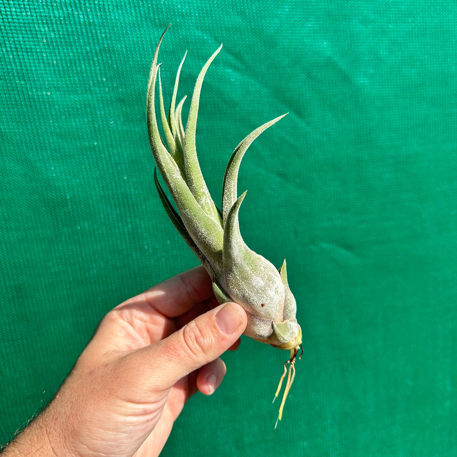 Tillandsia - Seleptron ex. PT