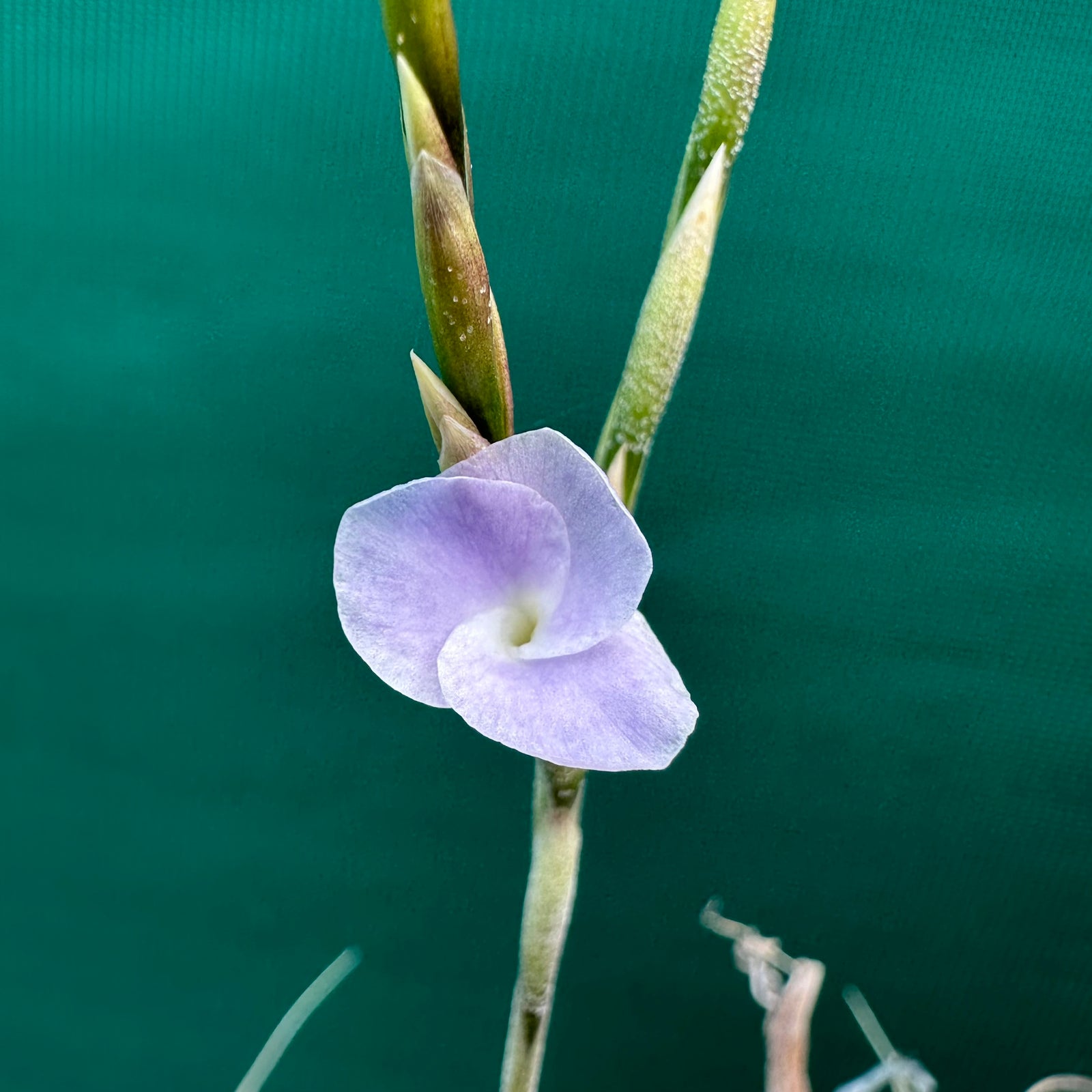 Tillandsia - streptocarpa “Ourime ‘Apurimac’ ex. BD
