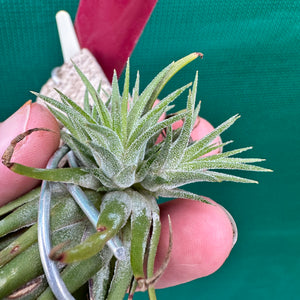 Tillandsia - ionantha 'Two Tone' ex. RFI