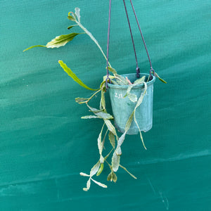 Rhipsalis oblonga - R19