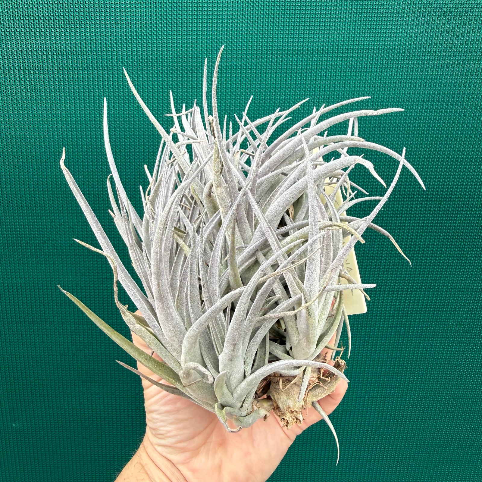 Tillandsia subsecundifolia x jonesii (Mature Clump) NEW
