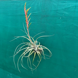 Tillandsia - x smalliana NEW