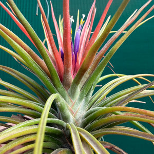 Tillandsia - ionantha x bulbosa ex. BG