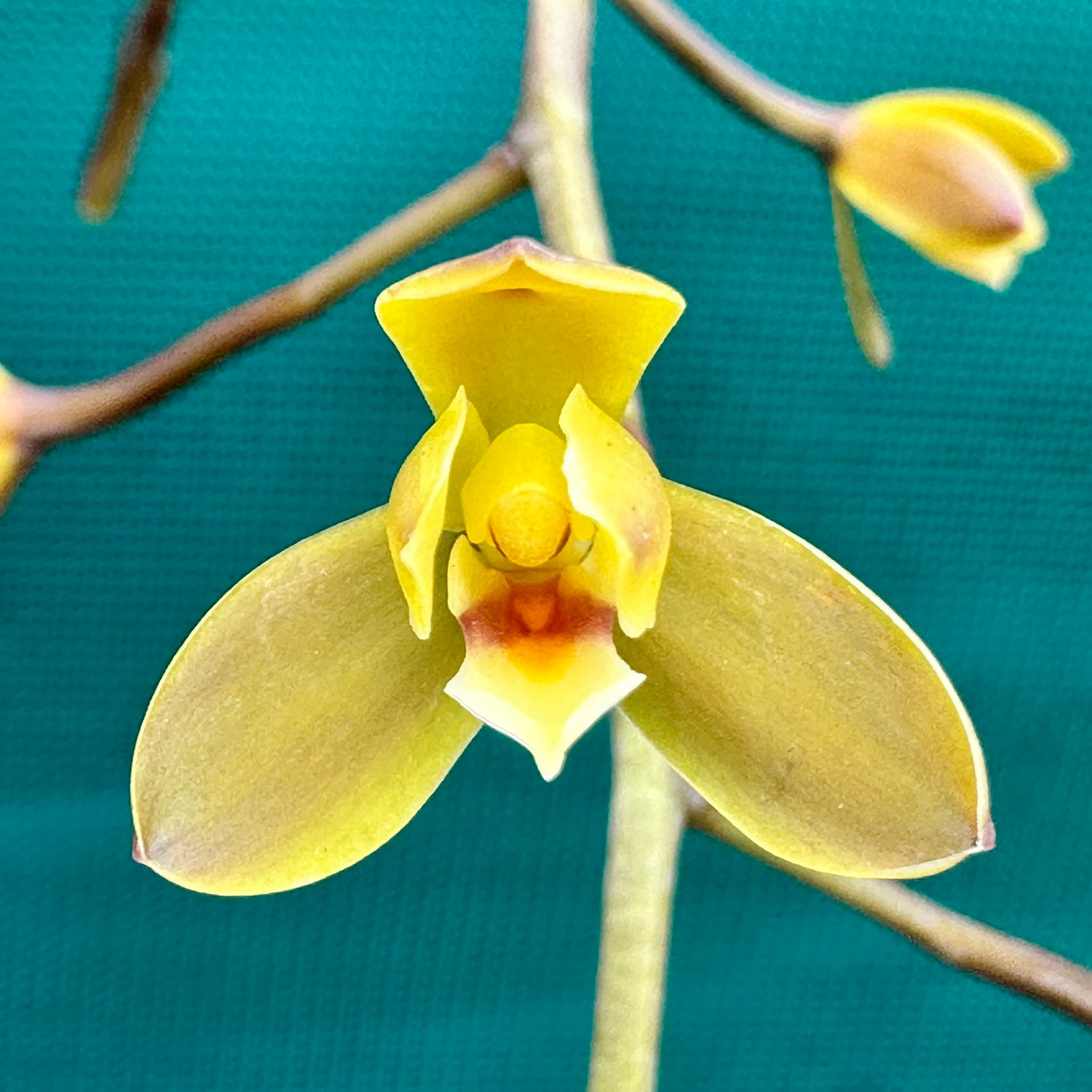 Orchid - Cymbidium madidum