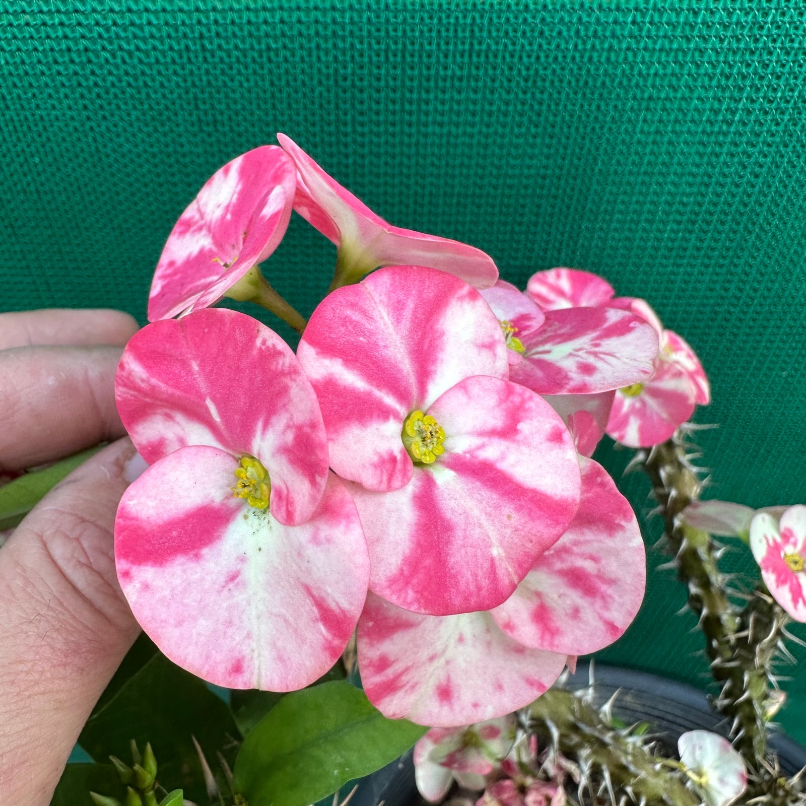 Poysean - Euphorbia milii P103