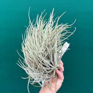 Tillandsia glabrior (Mature Clump)
