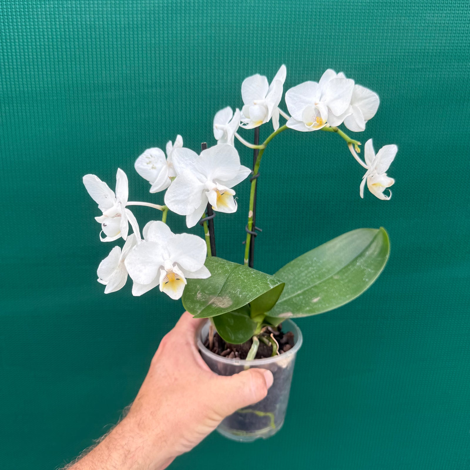 Phalaenopsis ‘Small White’ NEW