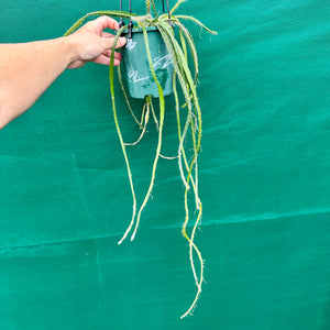 Lepismium cruciforme Pink - R40