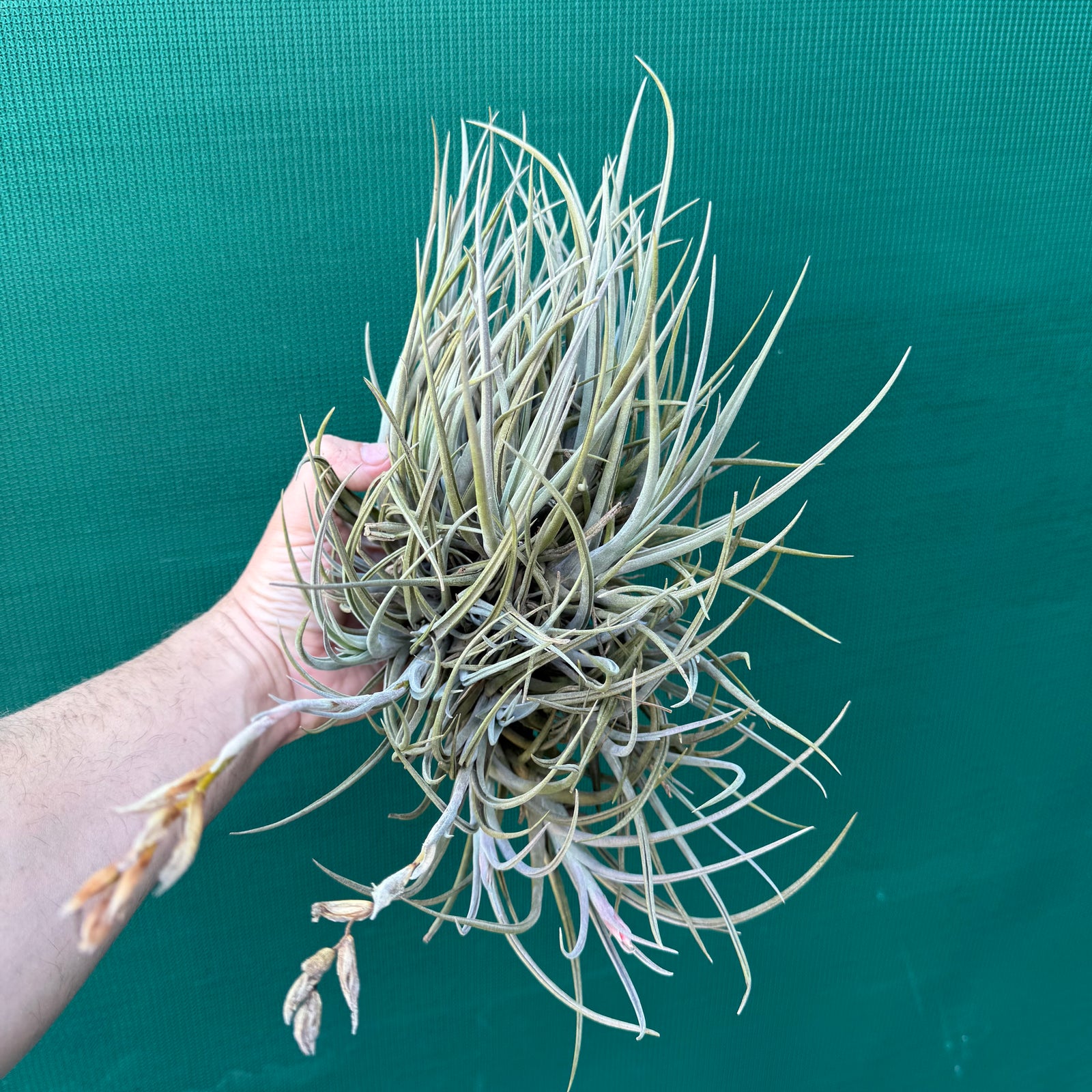Tillandsia toropiensis ‘Typus’ (Mature Clump)