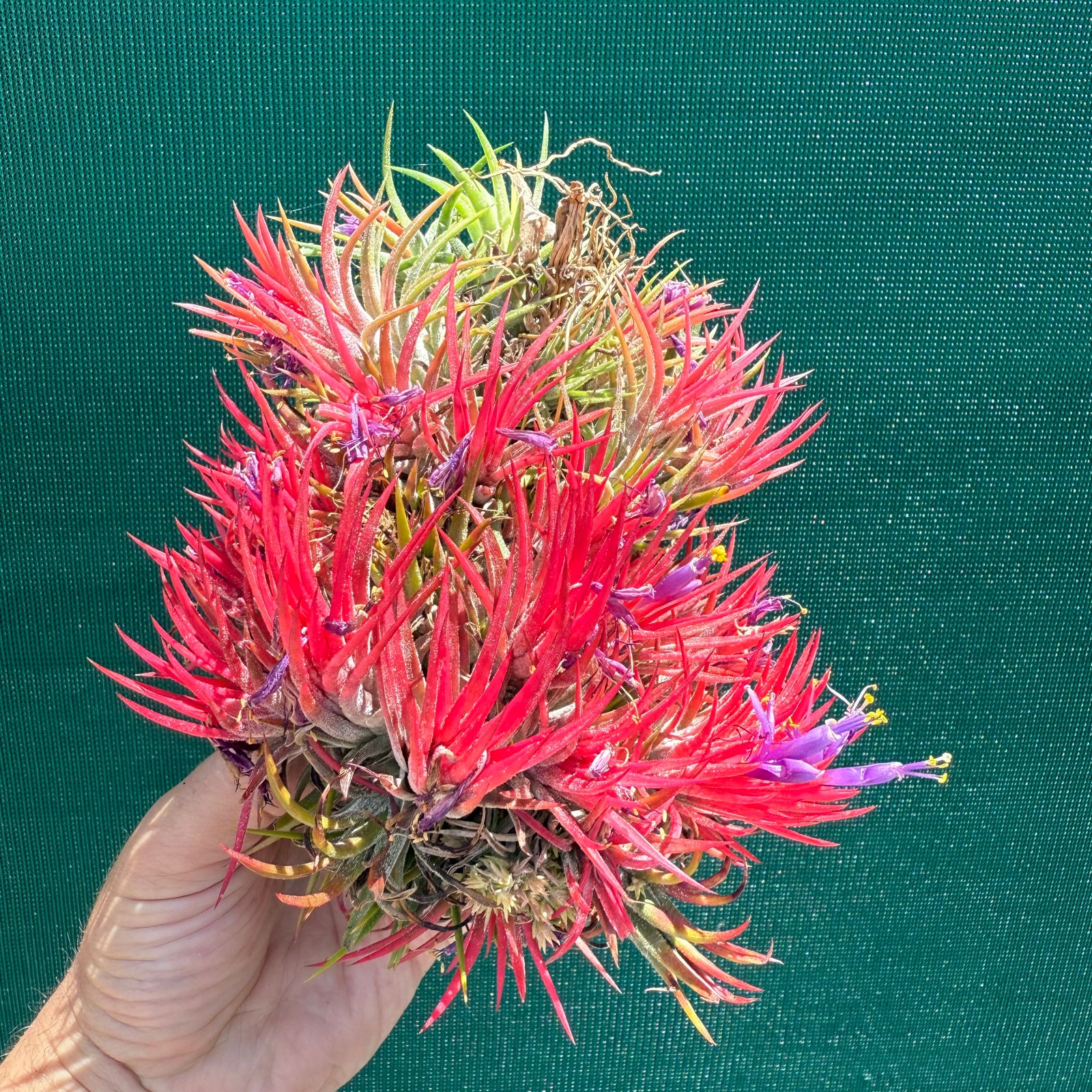 Tillandsia - ionantha 'Honduras’ ex. Tropiflora NEW