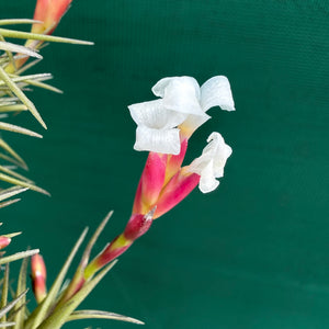 Tillandsia - cocoensis ex. BD