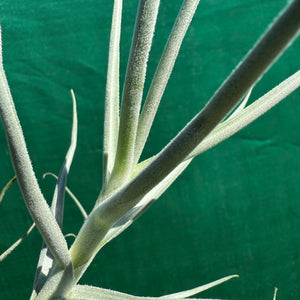 Tillandsia - arhiza ‘Goettingen’ ex. PT (Fragrant) NEW