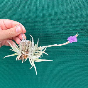Tillandsia - paleacea ssp. apuramacensis ex. KK NEW