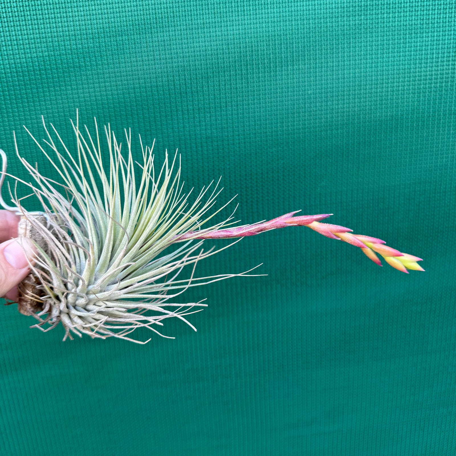 Tillandsia - Millennium ex. NR NEW