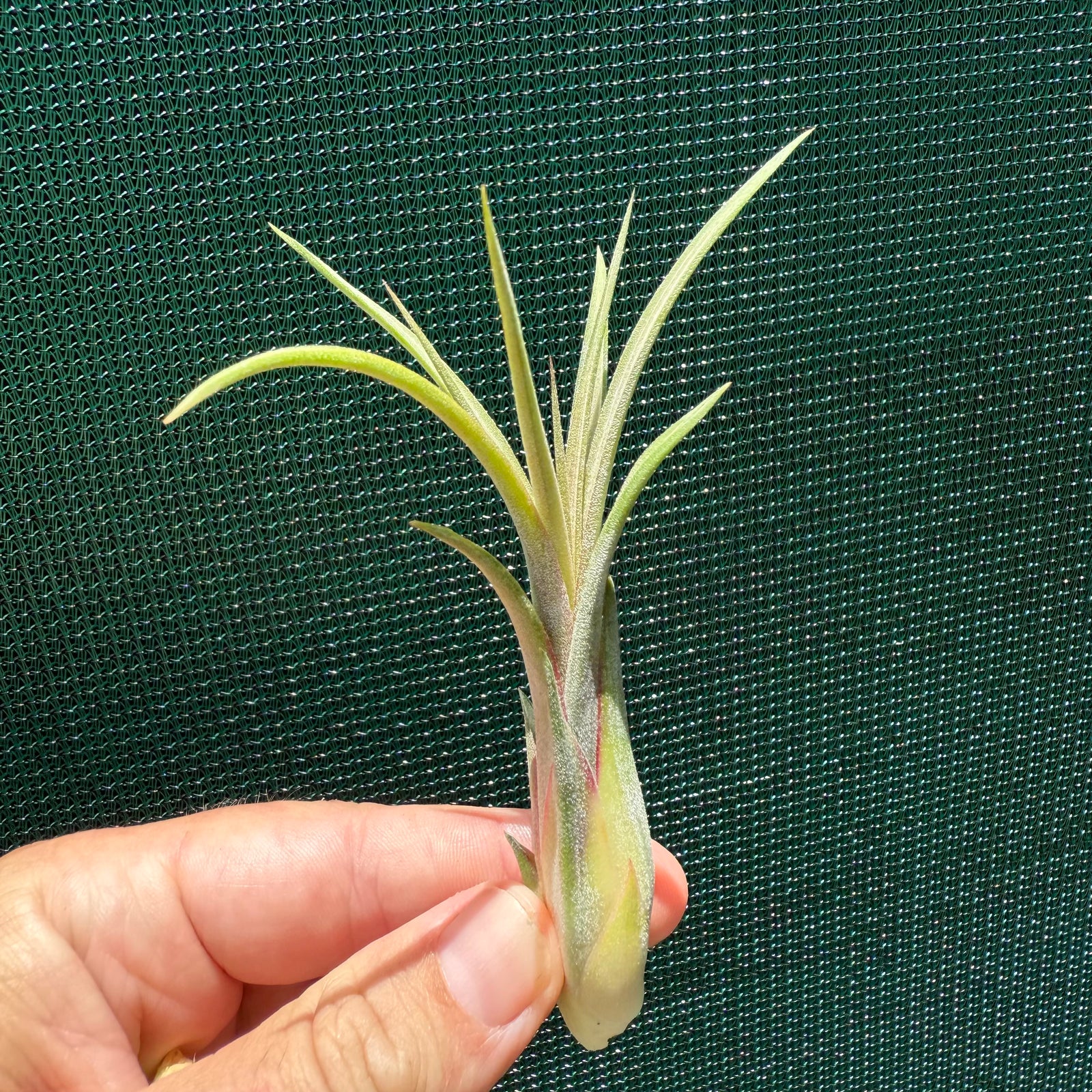 Tillandsia - ionantha x makoyana (Nat. Hybrid) ex. PT NEW